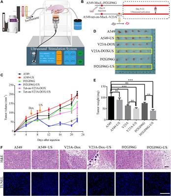 Mechanosensitive channel MscL induces non-apoptotic cell death and its suppression of tumor growth by ultrasound